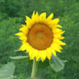 Meet your Posher, Ellie